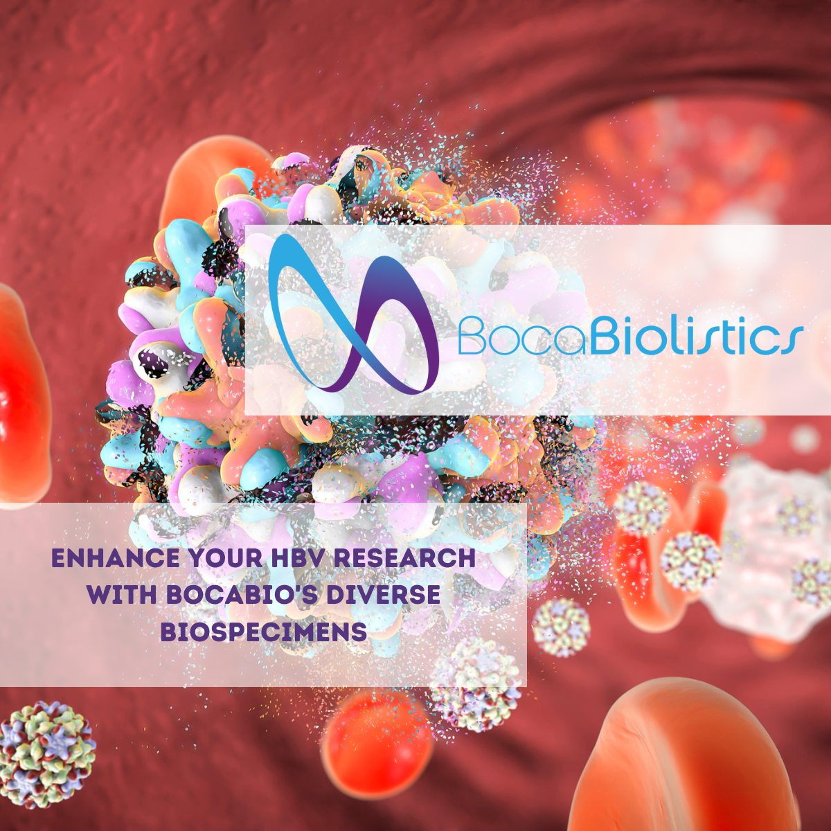 Elevate your HBV research with Boca Bio